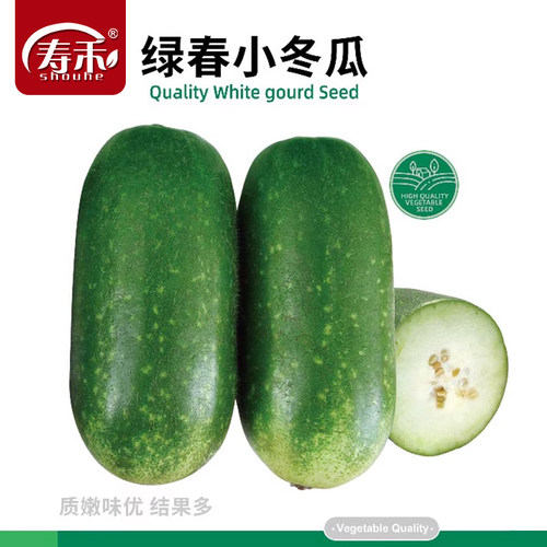 小冬瓜种子盆栽四季冬瓜种子四季