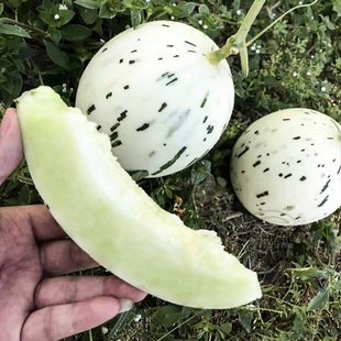 婵娟甜瓜种子香瓜种籽厚皮香甜早熟高产孑流星雨瓜超甜白皮籽种