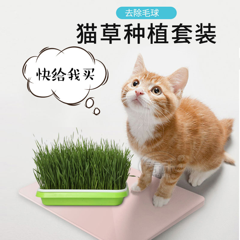 猫草大麦盆栽水培套装