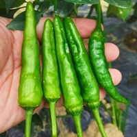 6 саженцев перца из желтого порта Камфоры