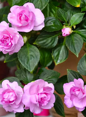 重瓣茶花凤仙花种子七彩指甲花盆栽庭院四季幼苗花种籽孑子播种