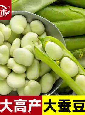 特大高产大蚕豆种子种籽农家豆种南方北斗七星本地日本孑菜籽大全