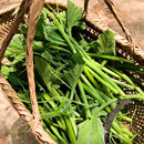 绿健南瓜种子种籽苗专吃茎嫩叶藤青菜盆栽南瓜尖蔬菜吃苗孑叶苗种