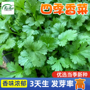 四季 香菜种子苗带根大叶芫荽根苗秋冬蔬菜盆栽种籽孑菜籽籽种大全