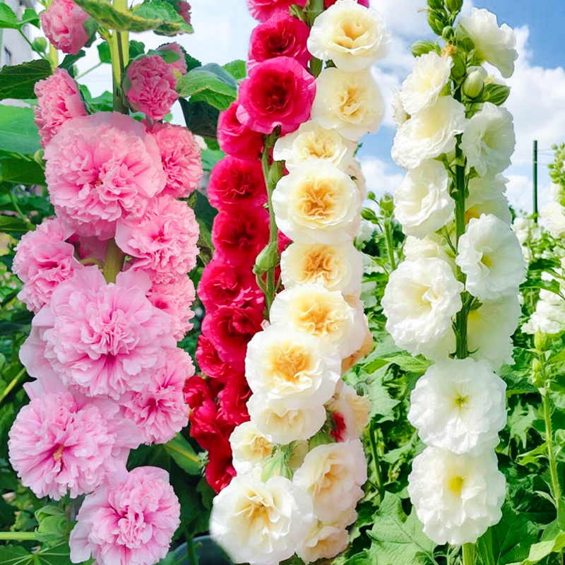 重瓣蜀葵花种子寿禾四季大花种籽