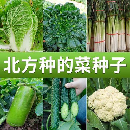 北方菜种子大全四季青菜种籽