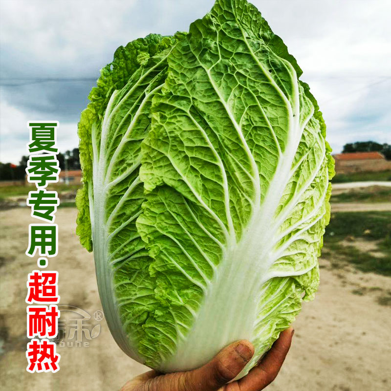 蔬菜种子夏季紫色高产大白菜