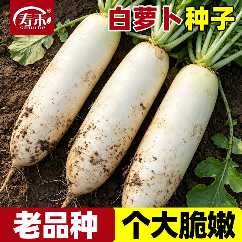 白萝卜种子老品种九斤王甘翠特大白皮水果罗卜种籽秋季四季蔬菜籽图片
