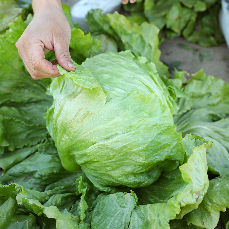 结球生菜种子球生菜种籽包心球形冬季四季盆栽球种蔬菜菜籽孑籽种 鲜花速递/花卉仿真/绿植园艺 家庭园艺种子 原图主图