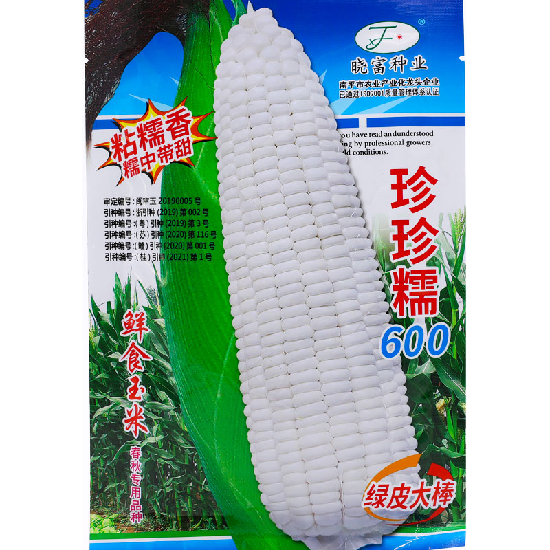 白色香甜高产早熟四季糯玉米种子