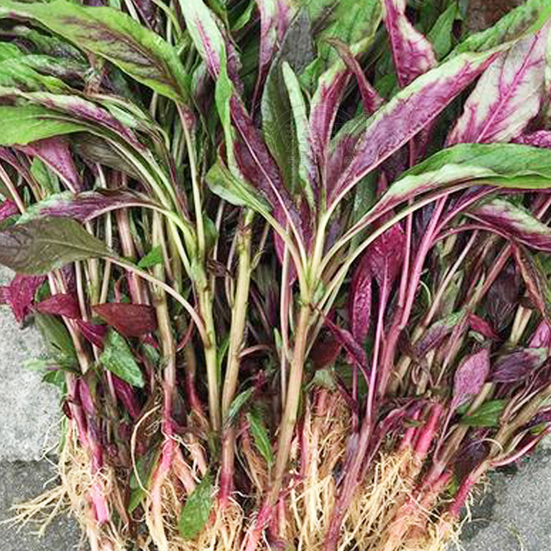 柳叶苋菜种子红叶四季汉菜孑柳叶夏季蔬菜种籽菜籽盆栽阳台籽种