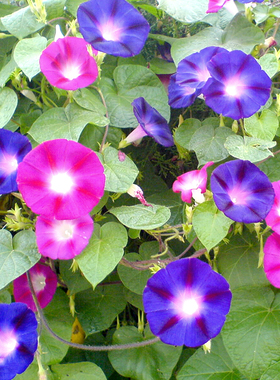 大花牵牛花种子盆栽花苗特大爬藤种籽四季攀爬垂吊花种孑喇叭花