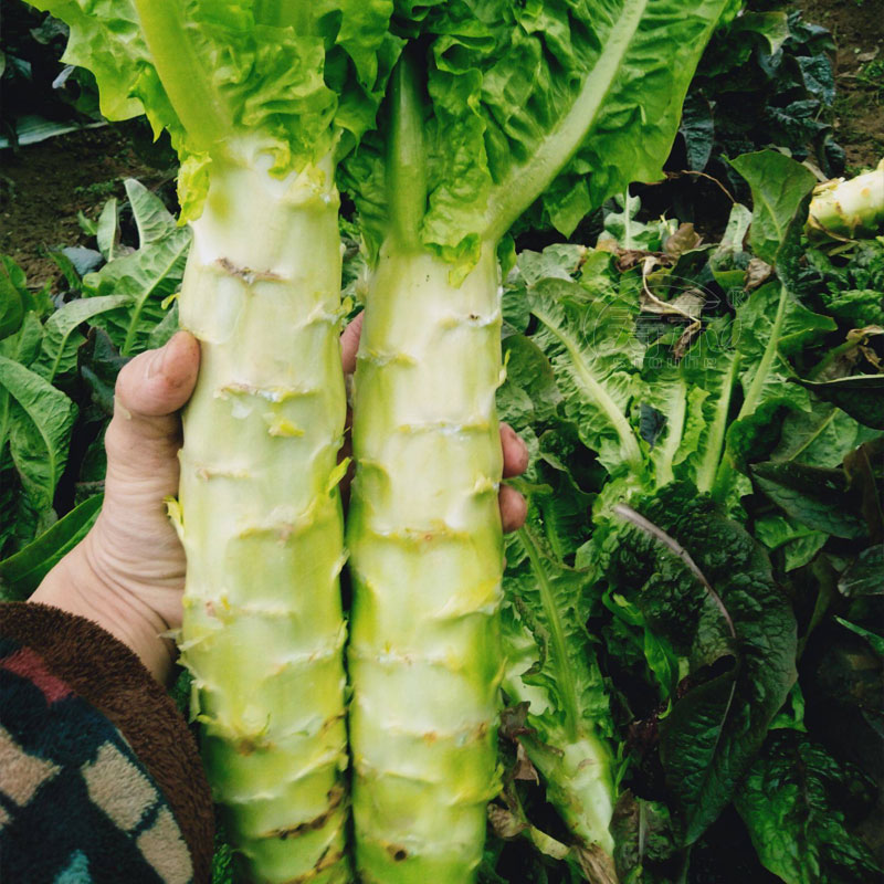 四季莴笋种子苗红莴苣种籽蔬菜孑子菜籽菜种三青耐热耐寒窝笋秧苗 鲜花速递/花卉仿真/绿植园艺 家庭园艺种子 原图主图