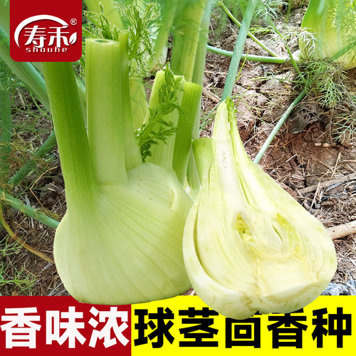 荷兰球茎高产四季带根小茴香菜