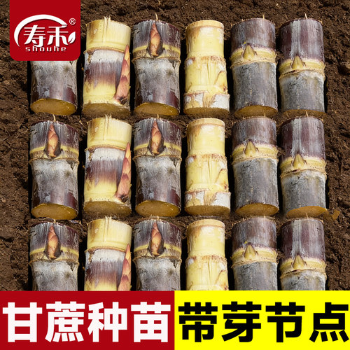 黑皮甘蔗苗种黄皮种子苗孑带芽南方四季甜杆可种植种苗批发秧苗