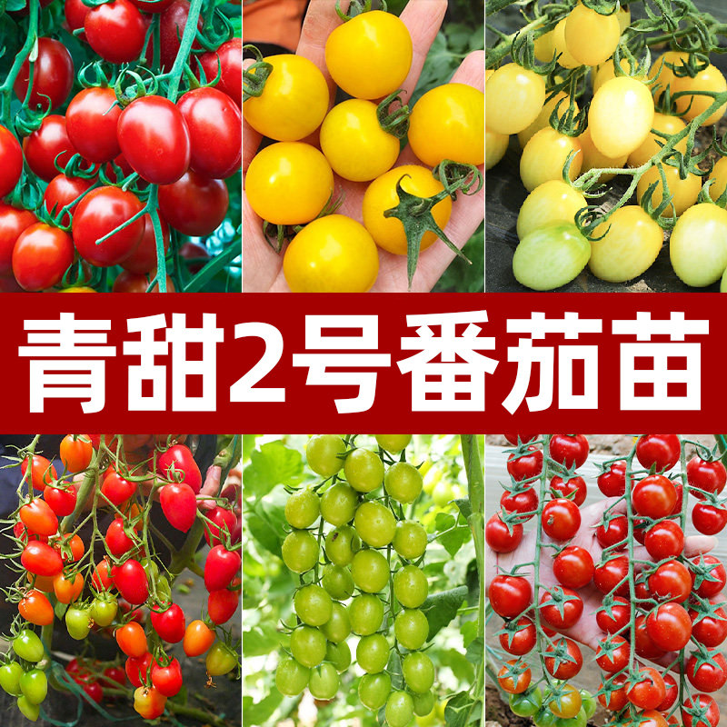 绿色小番茄种子苗秧樱桃西红柿种籽子青甜2号黄妃夏洛特圣女果苗