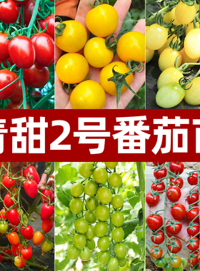 绿色小番茄种子苗秧樱桃西红柿种籽子青甜2号黄妃夏洛特圣女果苗