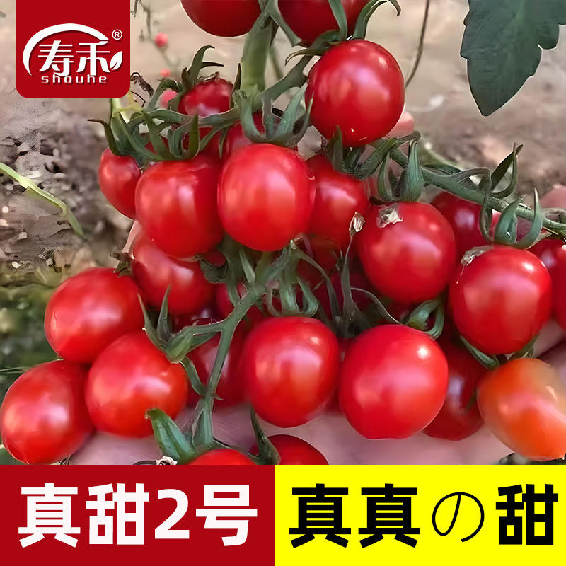 真甜2号小番茄种子种籽孑青甜二号圣女果西红柿蔬菜苗秧秧苗果苗