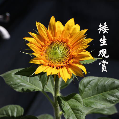 四季盆栽向日葵种子观赏高杆苗秧