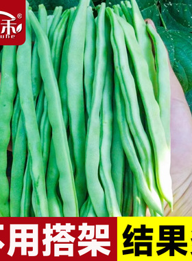 无架豆种子豆角四季豆种籽苗秧大全孑秋豆角苗豆种不搭架地豆扁豆