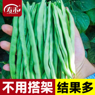 无架豆种子豆角四季 豆种籽苗秧大全高产豆苗豆种老品种地豆扁豆