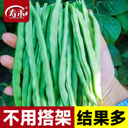 无架豆种子豆角四季豆种籽苗秧大全高产豆苗豆种老品种地豆扁豆