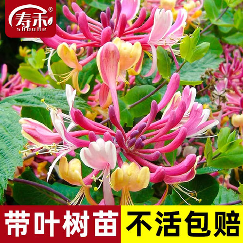 寿禾金银花树苗爬藤盆栽观赏食用