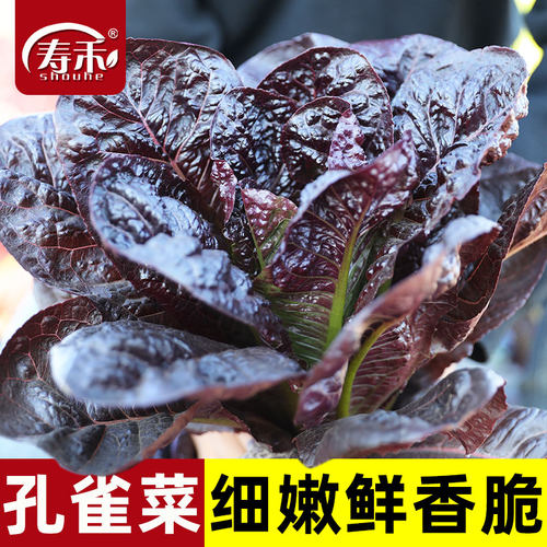 四季种植绿叶中早熟阳台盆栽生菜