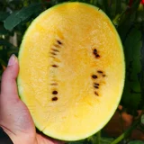 Ша Туо № 3 Huangxin Huangxin Little Abrimelon Seed Seed Polycladia High -Yield Южный четыре сезона
