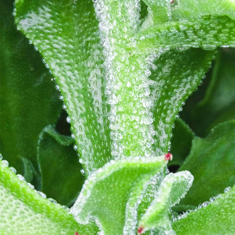 非洲冰草水晶冰菜种子秧四季菜苗