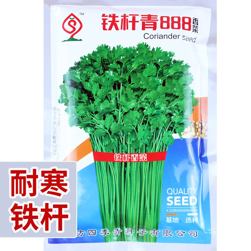 耐寒铁杆香菜大叶高产