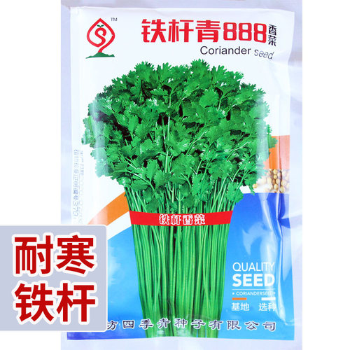 耐寒铁杆香菜大叶高产