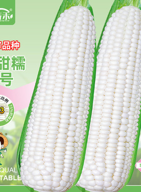 甜糯玉米种子白糯水果特大高产香糯粘玉米种籽香糯黏糯米香甜大全