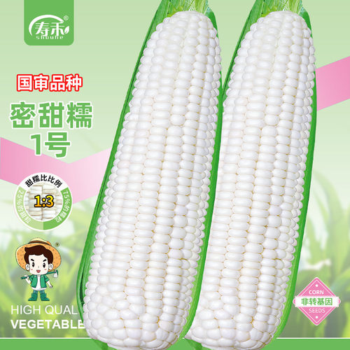 国审甜糯玉米高产大田用种