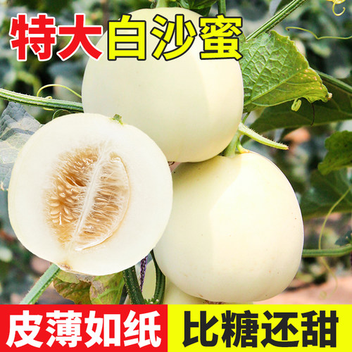 特大白沙蜜糖罐甜瓜种子超甜薄皮
