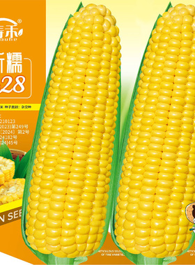 黄糯甜糯玉米种子黄色糯四季糯粘甜玉米种籽孑农业籽种黏香甜软糯