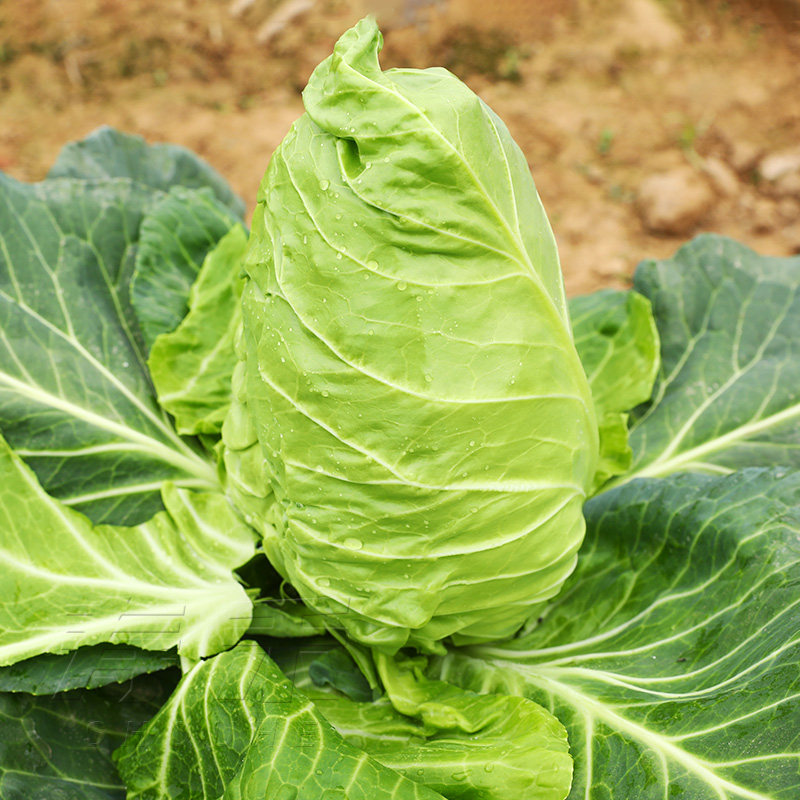 牛心甘蓝种子种籽包菜菜种包心菜籽种秧苗春丰蔬菜种籽孑菜籽苗,鲜花速递/花卉仿真/绿植园艺,家庭园艺种子,淘宝优惠券,粉丝福利购,淘宝优惠卷