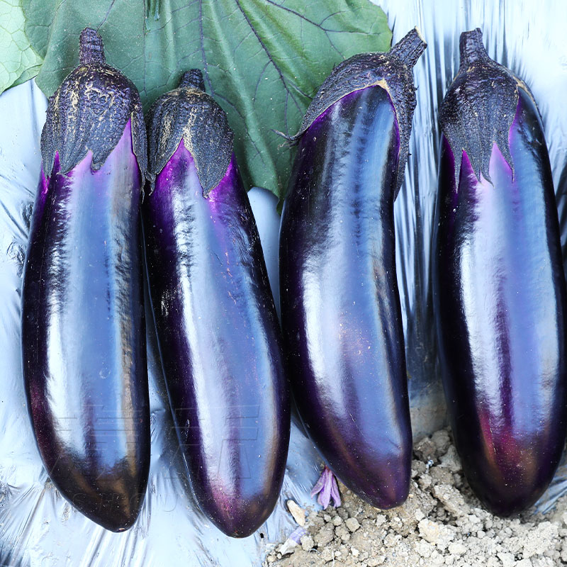 烧烤长茄子种子种籽苗黑紫色长茄特大茄苗带土大全秧苗蔬菜孑秧