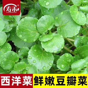 西洋菜种籽豆瓣菜种子四季 菜种水芥菜蔬菜菜苗孑种苗籽种广东青菜