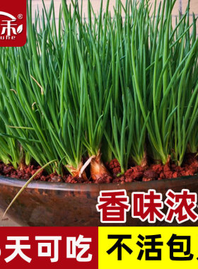 正宗红葱头四季小香葱种头葱种籽红头葱种子蔬菜葱苗小葱孑火葱头