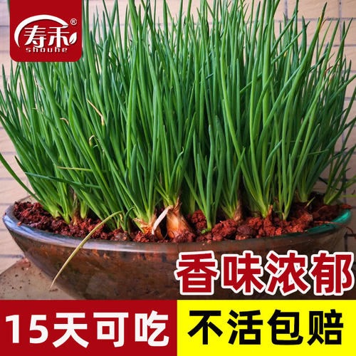 正宗红葱头四季小香葱种头葱种籽红头葱种子蔬菜葱苗小葱孑火葱头
