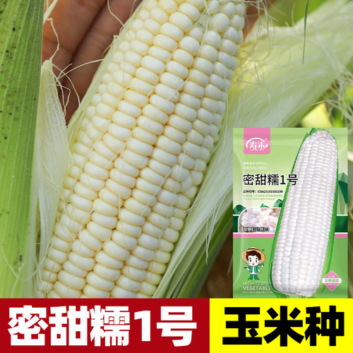 密甜糯1号白甜糯玉米种子超甜老品种早熟南方粘香鲜食秋季玉米种