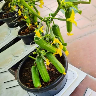 青瓜老四季 水果秧大全种籽孑子菜苗幼苗南方秧苗 小黄瓜种子苗春季