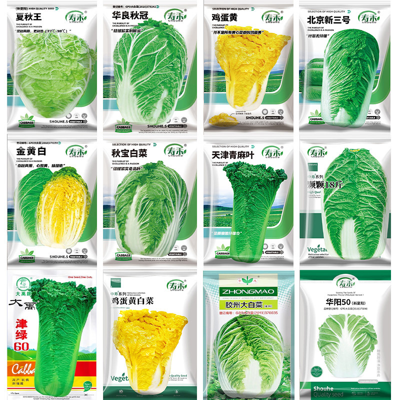 蔬菜山东种子早熟阳台冬季大白菜图片