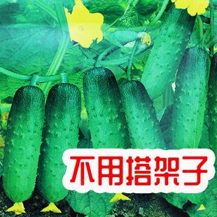 苗秧蔬菜秧苗水果滿地爬新品 不搭架爬地黃瓜種籽種子苗秋孑四季 種