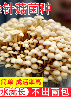 金针菇菌包蘑菇菌种子菌菇种植包平菇香菇磨菇种自种家庭家种
