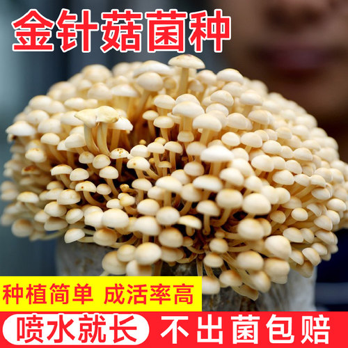 金针菇菌包蘑菇菌种子菌菇种植包平菇香菇磨菇种自种家庭家种