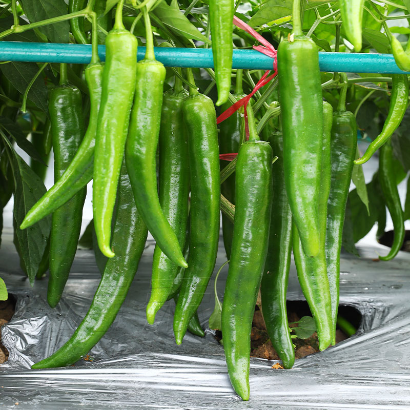 杭椒种籽苗秧四季特辣南方