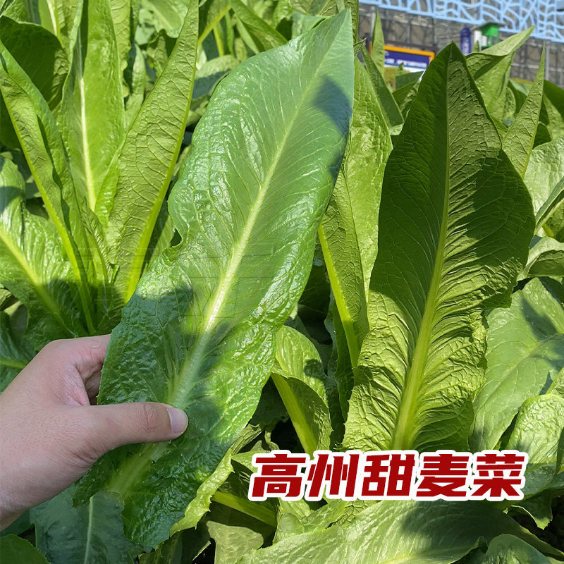 尖叶甜麦菜种子种籽蔬菜青菜籽种油麦菜四季菜种苦麦菜菜籽秧苗