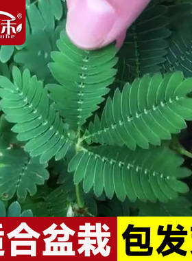 四季含羞草种子种籽小盆栽 植物 室内绿植草籽草种趣味害羞草孑